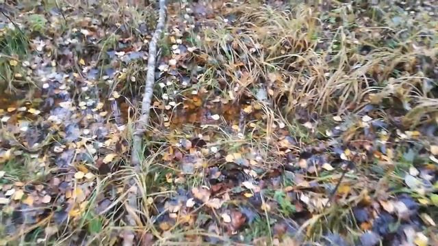 Мой поход в тайгу1 смотреть онлайн