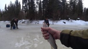 ЗАКРЫТИЕ ЗИМНЕЙ РЫБАЛКИ НА ХАРИУСА