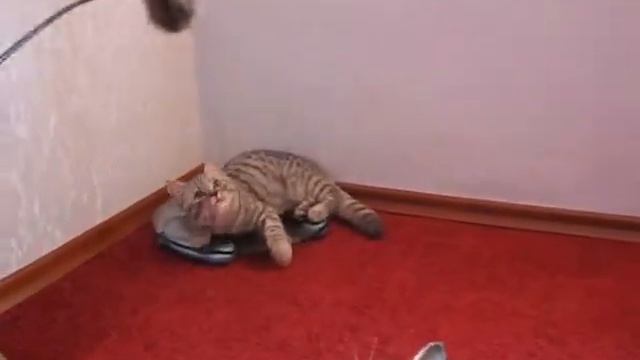 Kitten Bronco смотреть онлайн