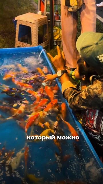 🙅♂️НЕ кормите рыб ХЛЕБОМ! смотреть онлайн