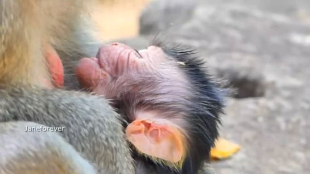 Спокойно и сытно с мамой, но так бывает не всегда .... 1000001542.mp4 смотреть онлайн