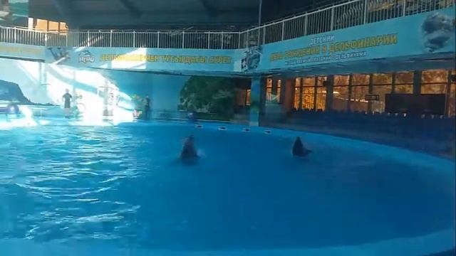 Видео выходного дня. Дельфинарий Немо. г.Алматы смотреть онлайн