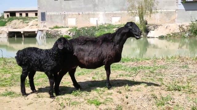 Гиссар каштан 2 тумасы баласы кошкар ☎️ 946687779