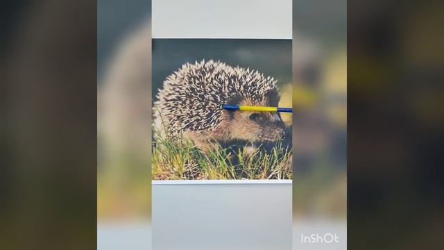 Відео-заняття з літературного образотворення. Вивчення вірша П. Ребра 