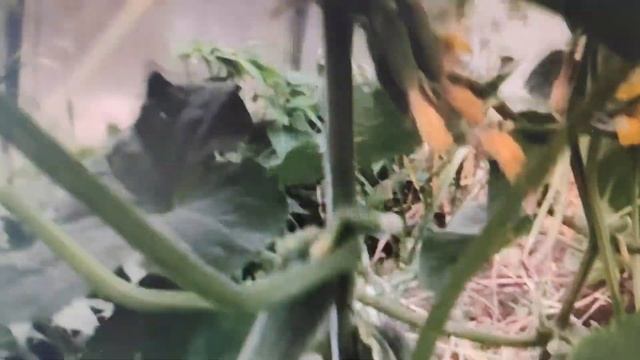 Болезни огурцов, как лечит!? #вялыелистьяогурца #желтые пятна на листьях #пожелтел край листа смотреть онлайн