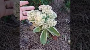 Седум /Очиток Вариегата (Variegata ) с черенка . Первый год посадки.