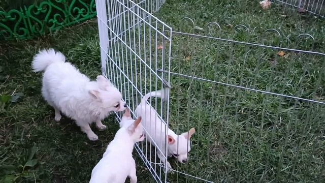 Снежок. Мальчик чихуахуа. 4 месяца.