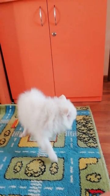 ШПИЦ ПЫТАЕТСЯ ПОЙМАТЬ СВОЙ ХВОСТ #shorts