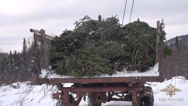 Cотрудники МВД России в Кемеровской области пресекли незаконную вырубку деревьев смотреть онлайн