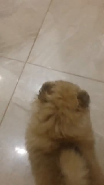 Девочки шпица оранжевые