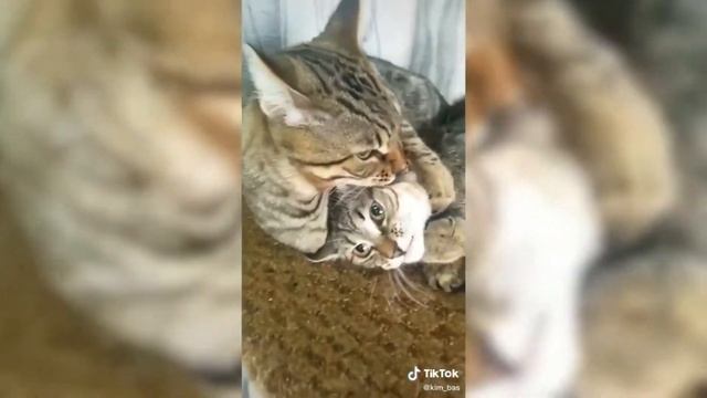 САМЫЕ МИЛЫЕ ВИДЕО С КОТИКАМИ | THE CUTIEST KITTEN VIDEOS #17 смотреть онлайн