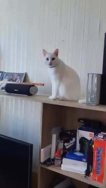 Заходя в комнату поздоровайся с котом