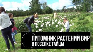 Тут испытывают цветы! ВИР "ТАЙЦЫ" Обзор питомника. Ленинградская область