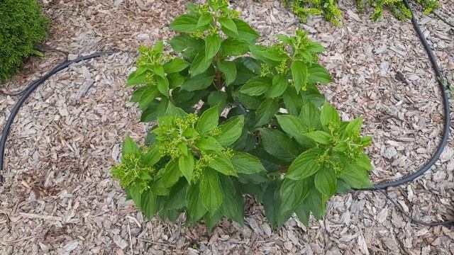 Прогулка по саду. Метельчатые гортензии в Сибири. Ванила фрайз, Сам. лидия, Пиксио, Бонфаер 17.07.2 смотреть онлайн