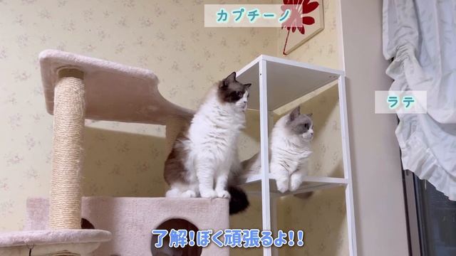 親子で家を守ろうとする猫がこちらです смотреть онлайн
