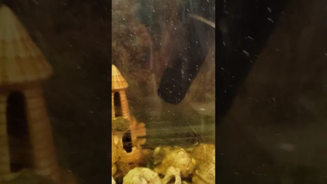 как Никита показал свой аквариум и показал три рыбы аквариум.🐟🐟.👍100%✅ смотреть онлайн
