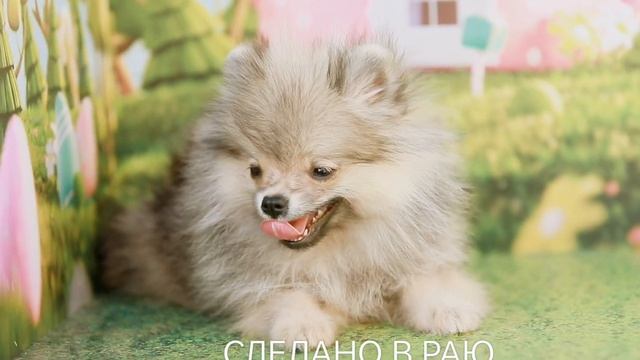 Щенок померанского шпица, 3 м, окрас крем-соболь.