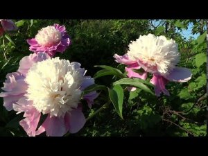 Пион КОРА СТАБС  Paeonia CORA STUBBS: обзор, описание, цветение, отзыв