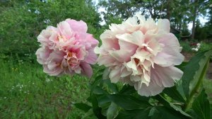 Пион Трифена Паркин (Triphena Parkin) - Был выведен в Швеции в 2009г. Харальдом Форкнером