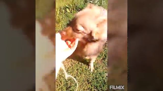 Прогулка с Делей