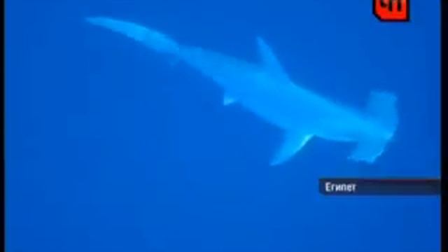 Пьяный серб убил АКУЛУ!!!!!!