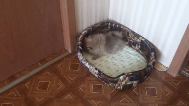 Приколы с животными