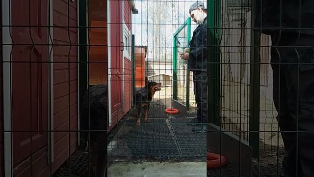 19 коррекция австралийской овчарки хилер