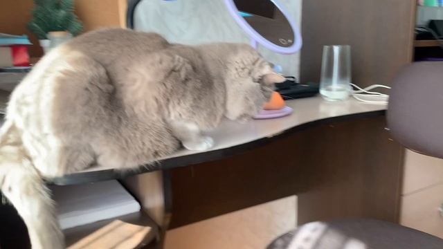 Влог: мои пушистики, интересная книга, чистка кистей и др))) смотреть онлайн