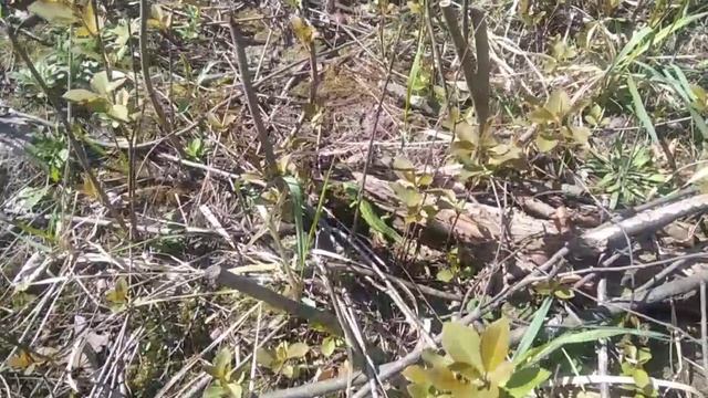 Привет от ящериц 🦎🦎🦎 ✌️😉