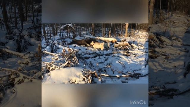 Трофейный лось. Охота на лося с Лайками. смотреть онлайн