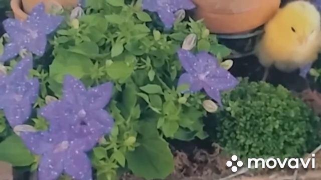 Стих.сердце которое верит. смотреть онлайн