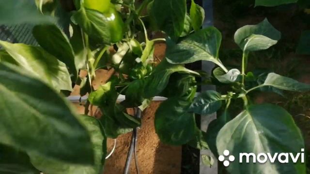 Обзор огорода 27 07.2024. дыни Алтайская и Лакомка медовая. Калужская область