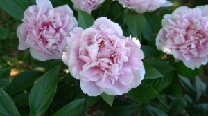 SKY DANCE - СКАЙ ДАНС -Селекционер: Seidl / Bremer 2017.