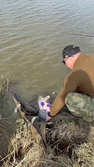 #рыбалка #карпфишинг #карп #сазан