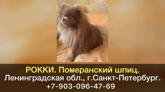 Пропала собака! РОККИ. Померанский шпиц. Ленинградская область, г.Санкт-Петербург.
