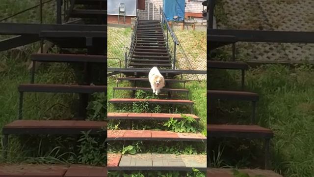 Шпиц - собака - улыбака!