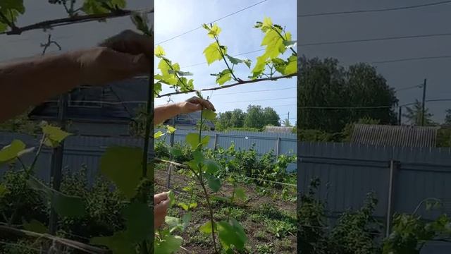 ФОРМИРОВКА ВИНОГРАДА. НЕ ПЕРЕГРУЖАЕМ КУСТ. УБИРАЕМ ВСЕ ЛИШНЕЕ