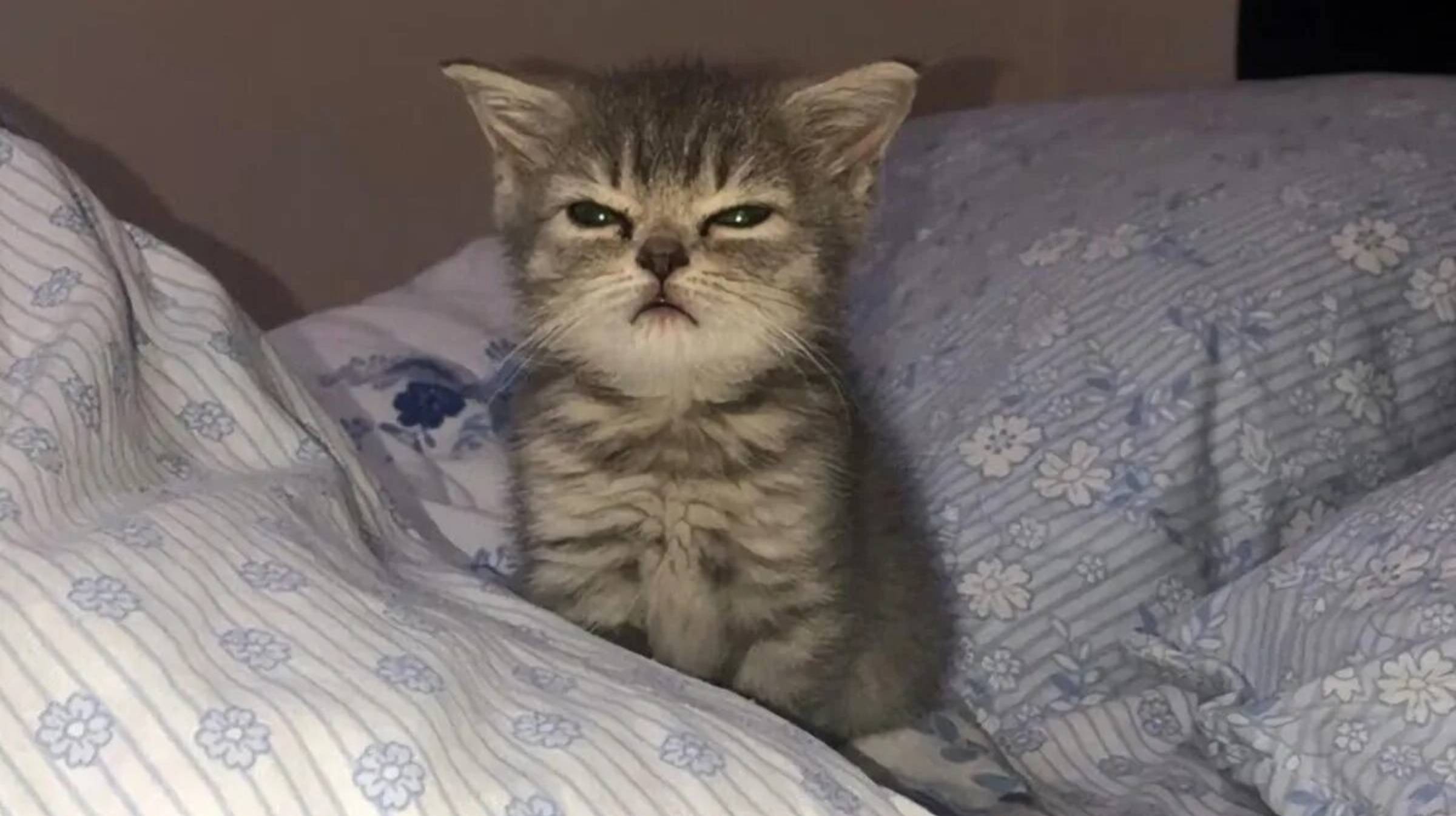 Важное обращение для подписчиков ‼️‼️‼️ смотреть онлайн