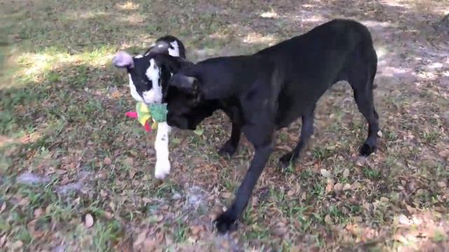 Playful Great Dane and Puppy Love Their Stuffed Alligator Toy смотреть онлайн
