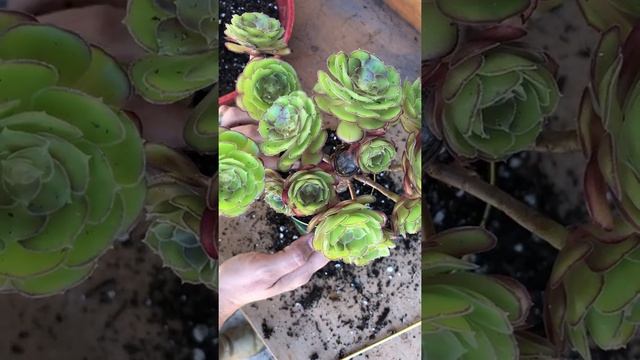 Planting Aeoniums in a Tin Can DIY смотреть онлайн