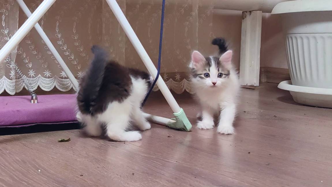 Котята играют. Мама-кошка пришла. Милое кошачье семечко. смотреть онлайн