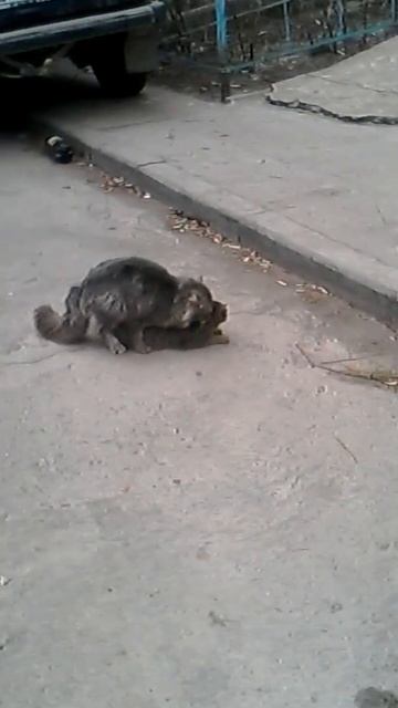 Коты-трахуны 2