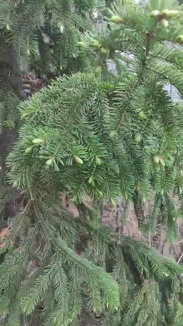 Молодые шишки - Весна на Урале смотреть онлайн