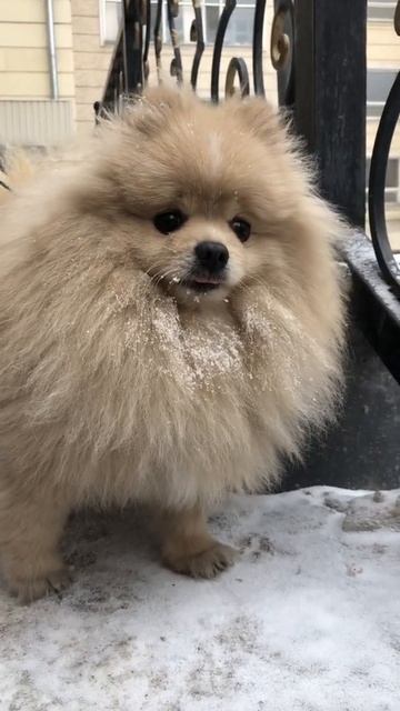 Шпиц Лакки замёрз 🥶 на улице и стал как Дедушка Мороз🤣
