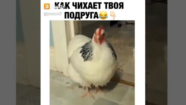 Как чихает твоя подруга!!!