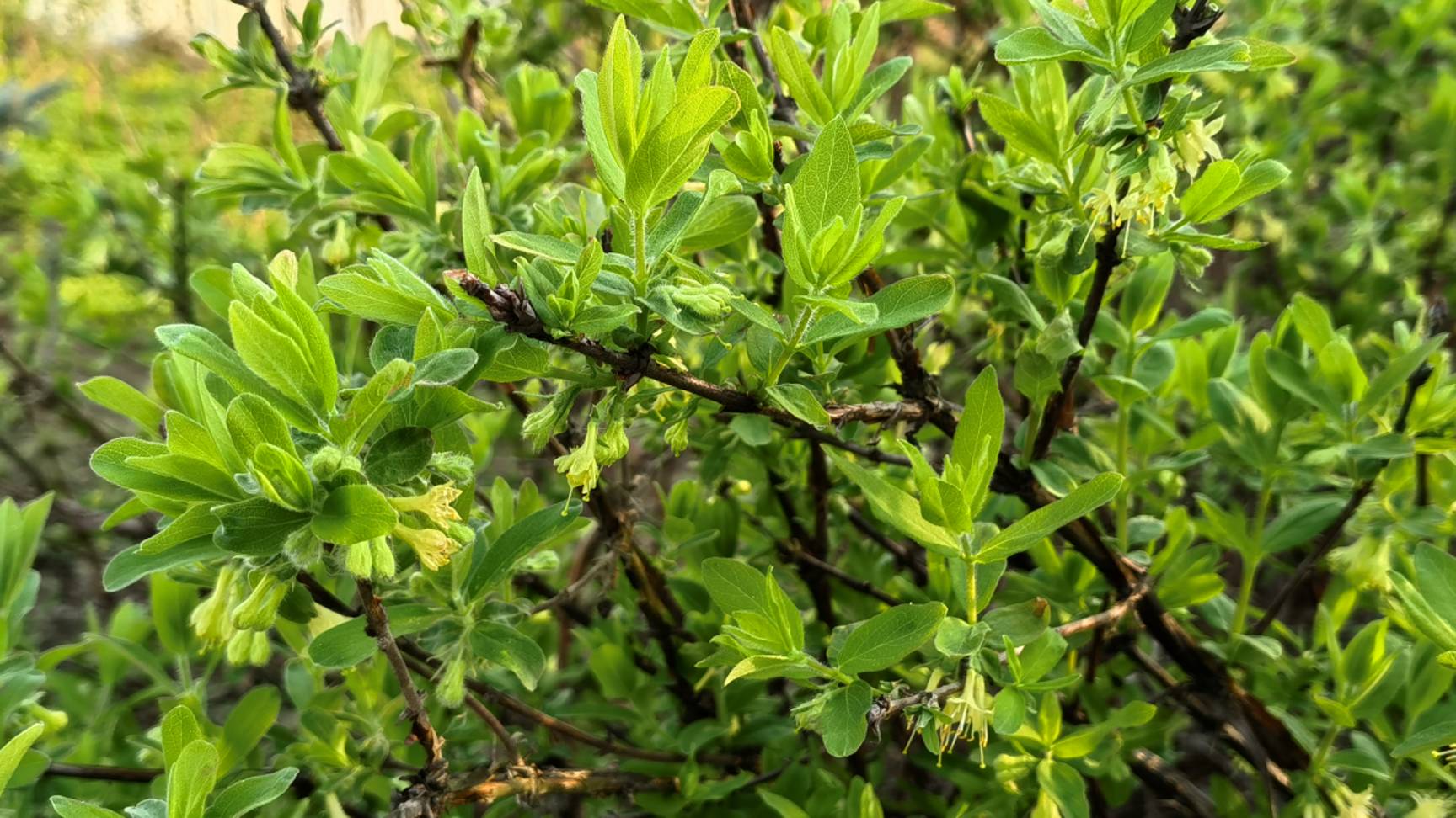 Жимолость завалит урожаем, если провести эти 3 процедуры весной! смотреть онлайн