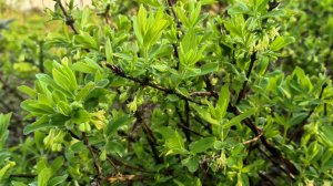 Жимолость завалит урожаем, если провести эти 3 процедуры весной!