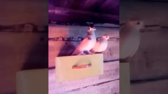 #Пополнение#Голуби#семейка#жизнь_селянки#