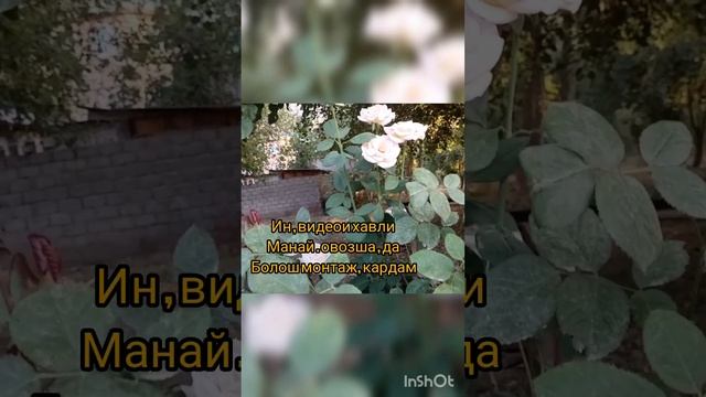 Машеница рохи пул кор книта ёфти😡Ина Хакикаташ мо друг накардем😡