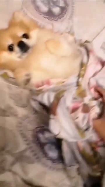 феня шаурма #шаурма #мем #шпиц #собака #феня